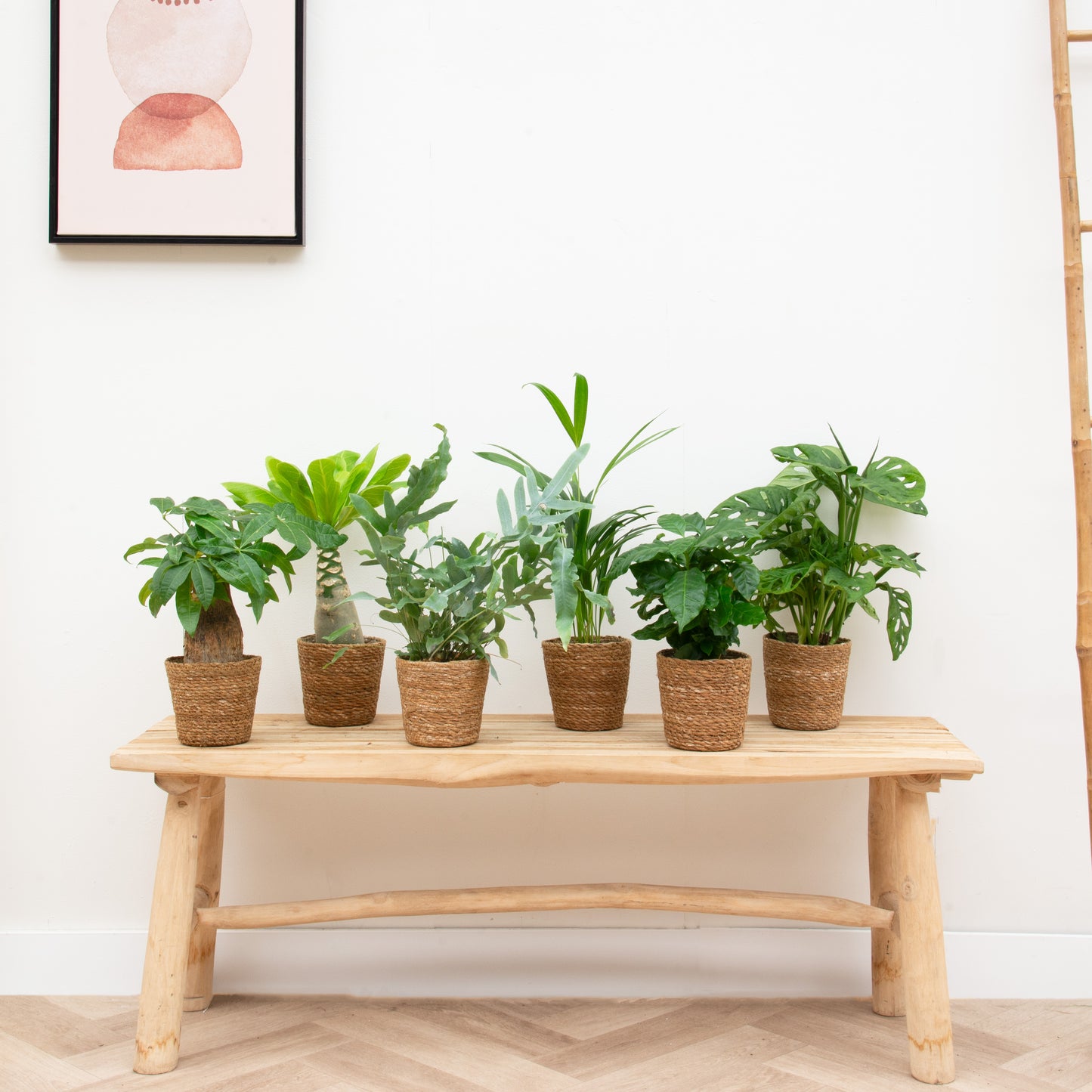 Plantenpakket