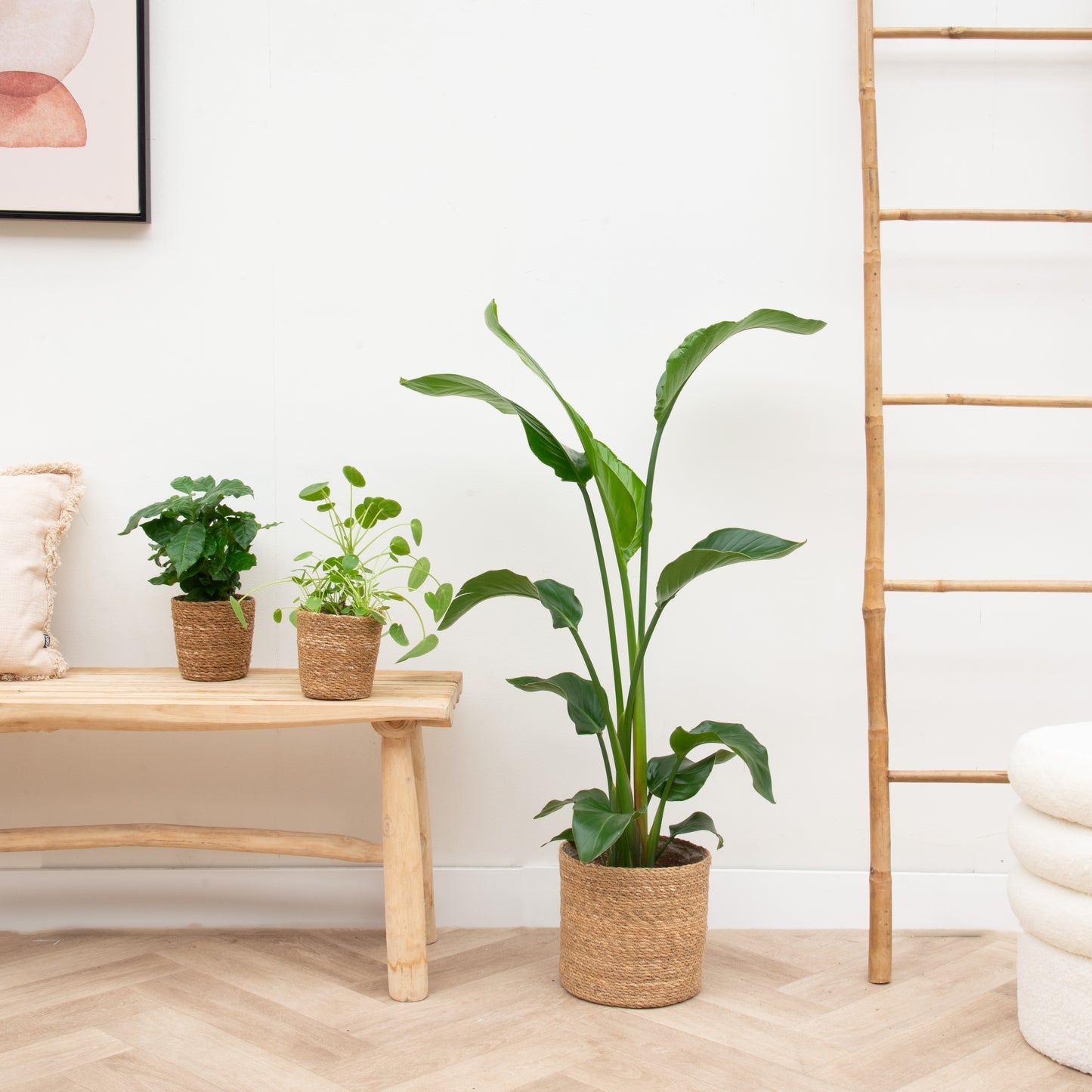 Plantenpakket