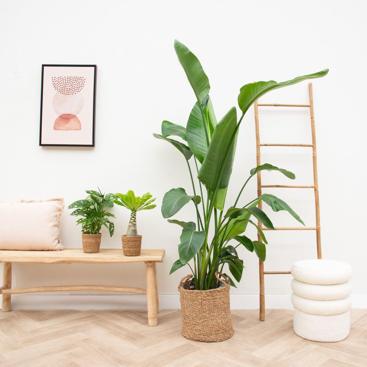 Plantenpakket