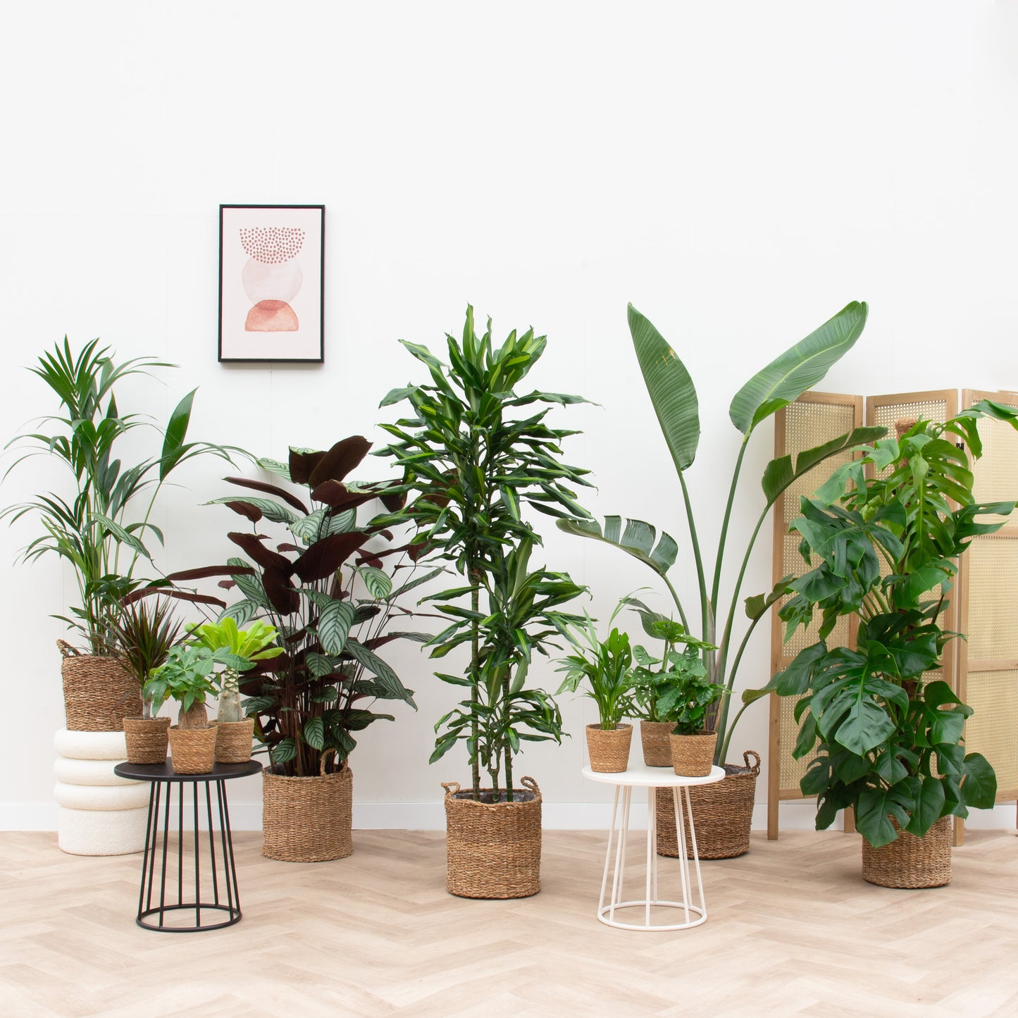 Plantenpakket